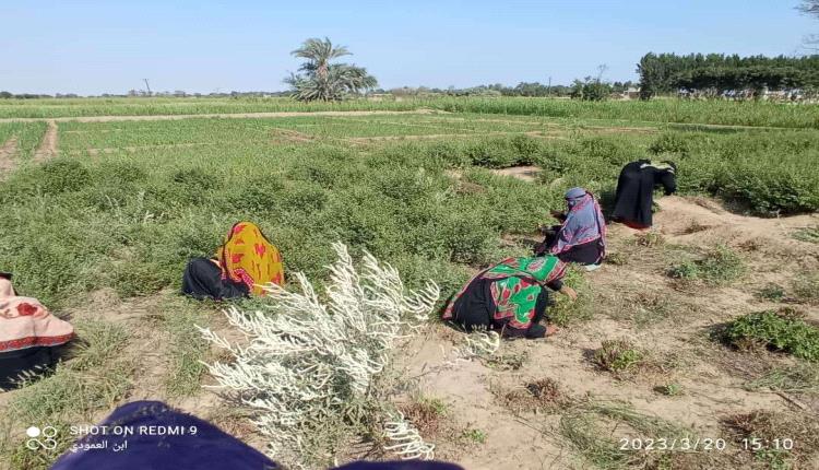 المرأة الريفية ومساهمتها في عملية التنمية
