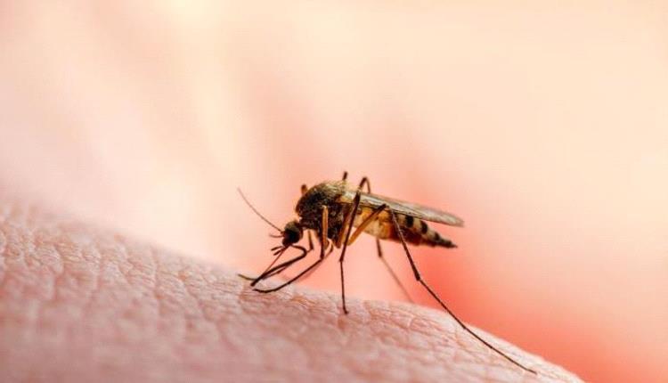 
دراسة: تغير المناخ يؤدي إلى المزيد من وفيات الملاريا