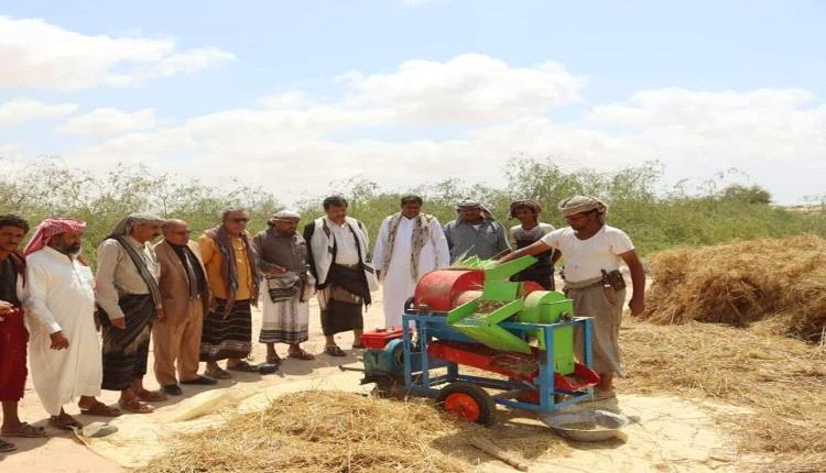 نجاح أول تجربة لزراعة القمح في محافظة شبوة 
