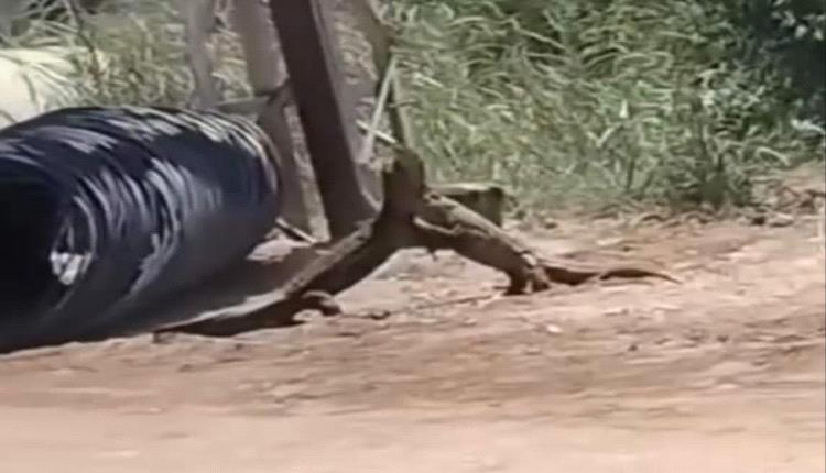 ظهور "تنين الكومودو" على الطريق العام في أحد الدول العربية 