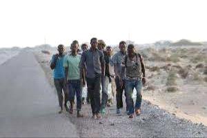 منظمة الهجرة الدولية تعلن دخول 1500 مهاجر إفريقي إلى اليمن 