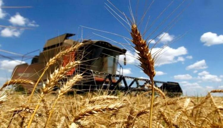 اليمن يتطلع إلى تسهيلات هندية أكبر لاستيراد القمح
