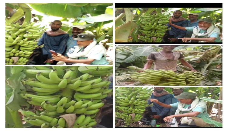 أبين تبيع الماء ولا تبيع الموز