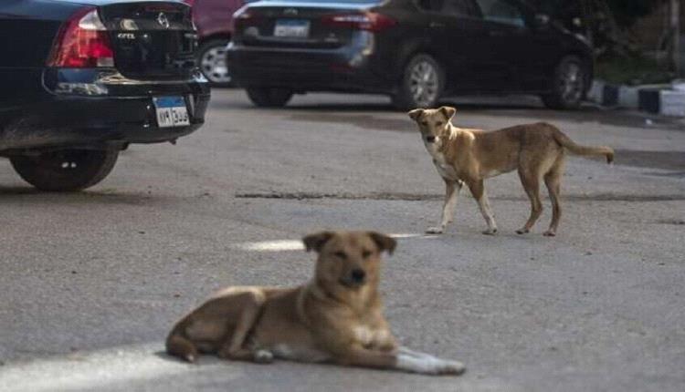 قطع الاعضاء التناسلية للكلاب في مصر...والسبب !