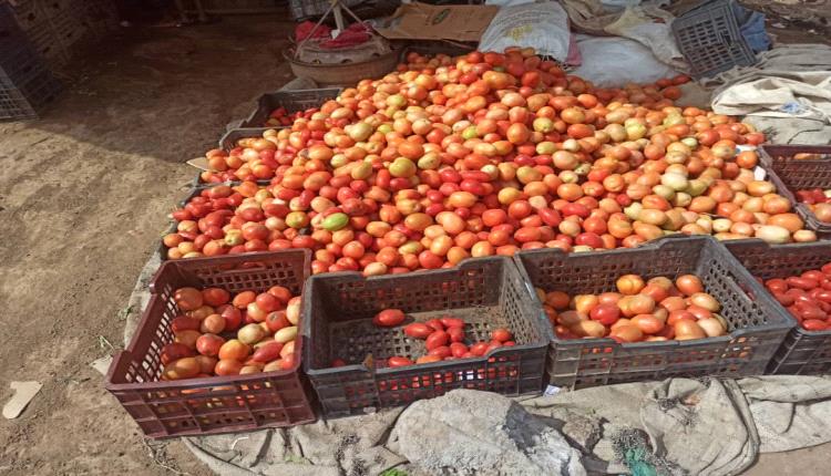 انخفاض اسعار الطماطم في اسواق لحج