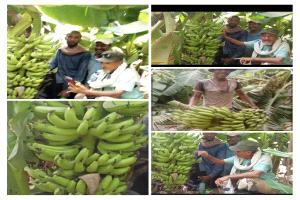 أبين تبيع الماء ولا تبيع الموز