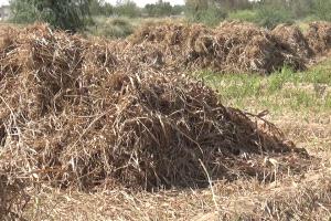 منتوج الاعلاف.. عشوائية في زراعته.. وغياب التخطيط