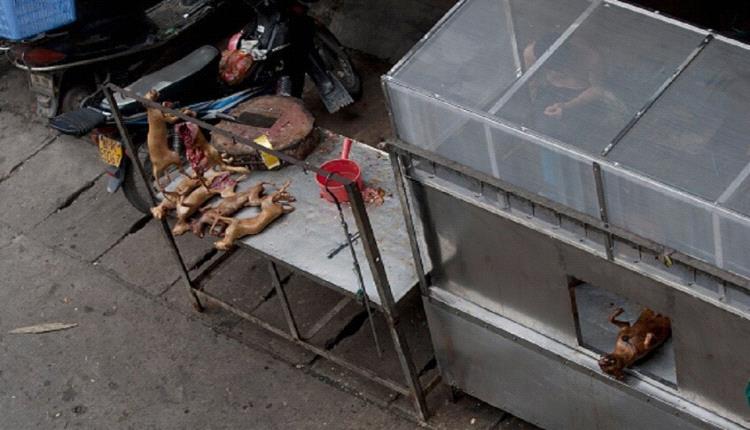 قرار بوقف بيع "لحم الكلاب" رسميا في هذه الدولة !