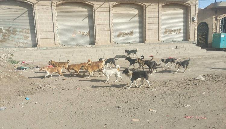 «داء الكلب» يفتك باليمنيين في مناطق سيطرة الحوثيين