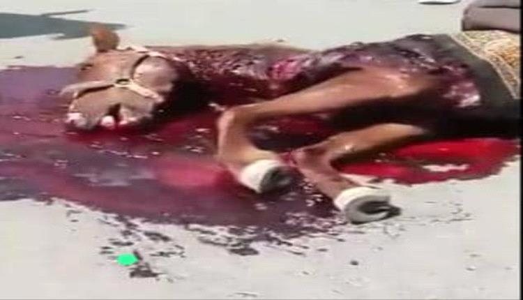 عندما قتل الحصان وسط صنعاء!