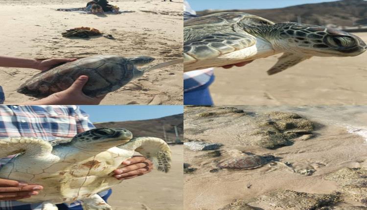 إنقاذ سلحفاة مهددة بالانقراض وإعادتها إلى موطنها الطبيعي في عدن