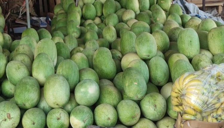 الكساد والفطريات مشكلتان تواجهان مزارعي البطيخ بدلتا تبن 