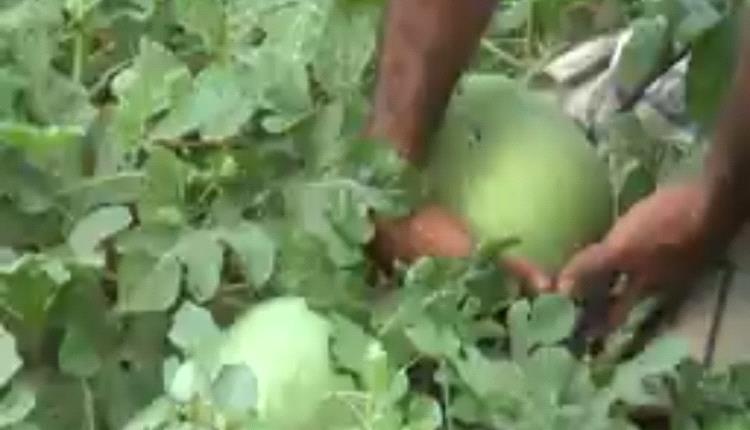 الكساد والفطريات مشكلتان تواجهان مزارعي البطيخ بدلتا تبن 