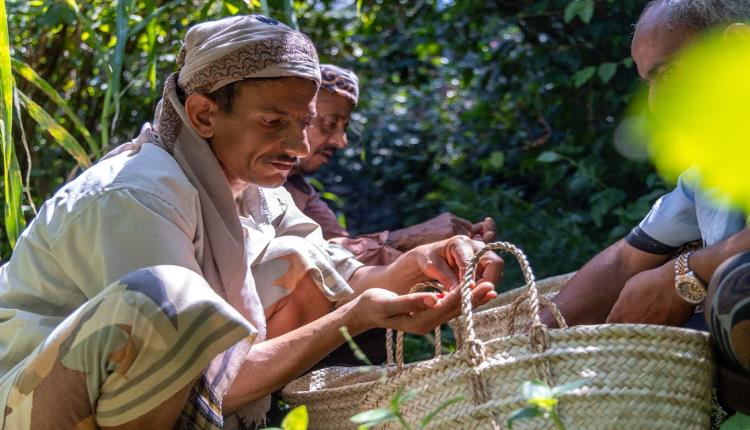 مشروع أممي يدعم آلافاً من مزارعي البن في تعز 