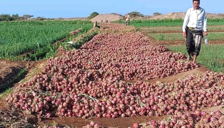 كارثة تحاصر مزارعي البصل في اليمن.. خسائر كبيرة بعد منع التصدير
