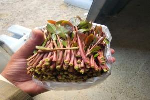 ضريبة القات في شبوة : قصة فساد لا يجرؤ أحد على إيقافها
