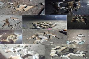 القضاء على (70) كلبًا ضالًا خلال حملة بيئية مكثفة في خور مكسر بعدن