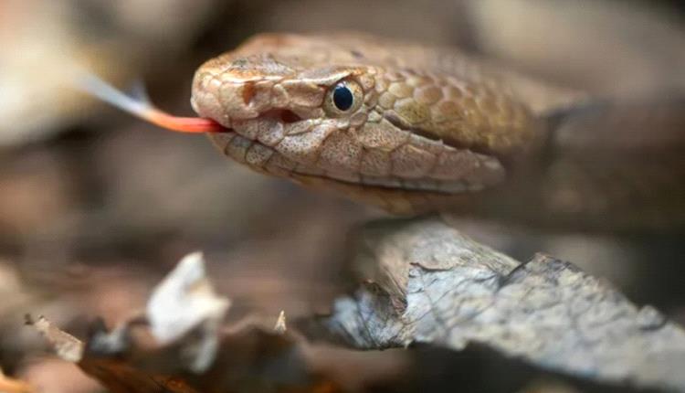 1.2 مليون حالة وفاة.. أفاعي "الأربعة الكبار" تحصد الأرواح في الهند