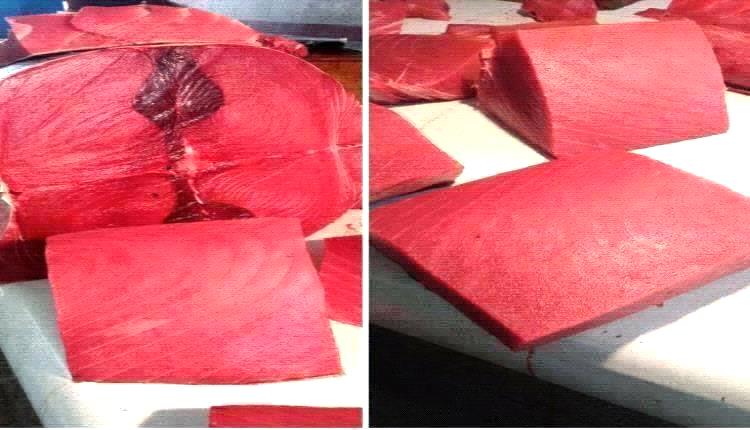 أسعار الأسماك اليوم الجمعة فى عدن 20 فبراير 2026م