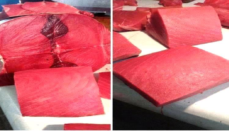 أسعار الأسماك اليوم الأربعاء فى عدن 7 يناير 2026م