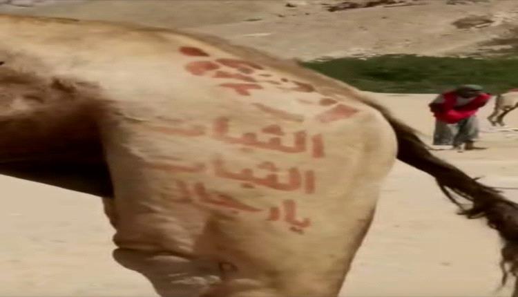 الثبات يارجال نقش على الإبل في حضرموت يغضب قوات الطوارئ الغازية 