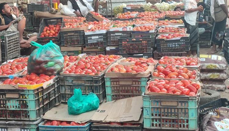 تلف كبير لمنتجات الطماطم جراء غياب التدخلات الحكومية 