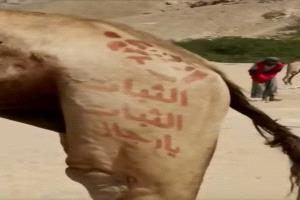 الثبات يارجال نقش على الإبل في حضرموت يغضب قوات الطوارئ الغازية