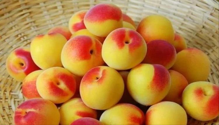 يساعد على تحسين الهضم.. فوائد الخوخ للجسم