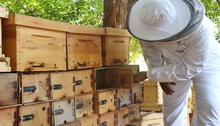 بدعم من جمعية العون المباشر.. اختتام برنامج تدريبي لـ 21 متدرباً في "تربية النحل" بلحج