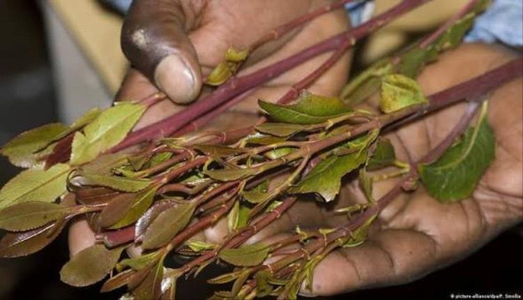 بين مطرقة العادة وسندان الاقتصاد.. هل يجب تقنين "القات"؟
