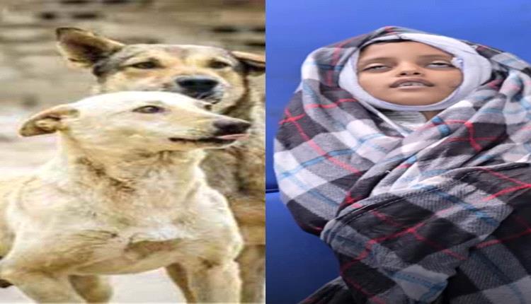 بعد وفاة طفل مصاب بداء الكلب وتحذيرات من انتشار الكلاب الضالة ودعوات لحملات تحمي السكان