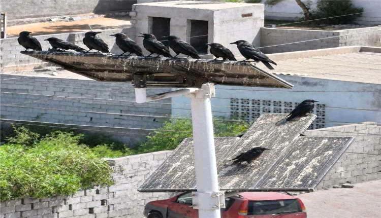 عقب نجاح المبادرات.. دعوات لدعم رسمي واسع لحملة مكافحة الغربان بعدن وإعادة التوازن البيئي