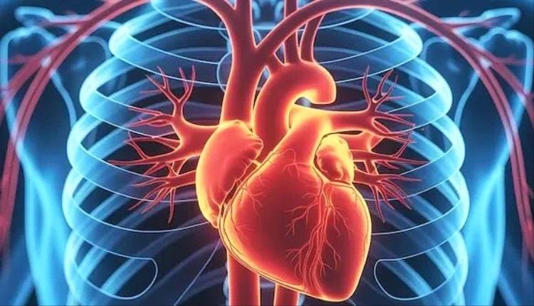 عادات يومية تضر بصحة القلب.. تعرف عليها 