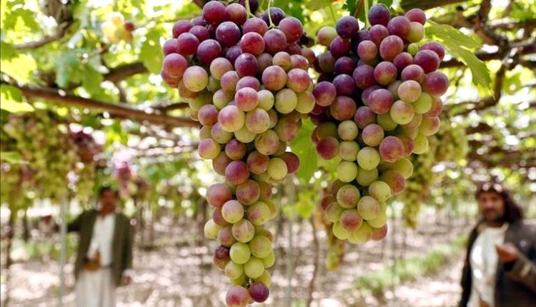 عنب اليمن.. «جواهر عابرة» تتحدى حرب الحوثي

