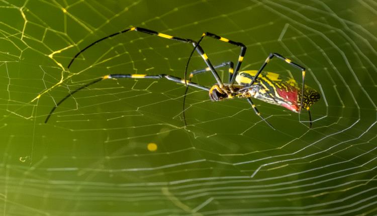 عناكب مخيفة تجتاح الولايات المتحدة 