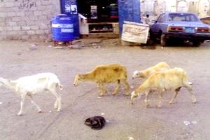 الشيخ عثمان.. تعميم بمصادرة المواشي السائبة ودعوة الملاك للالتزام بالضوابط القانونية