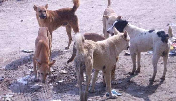 تحذيرات من انتشار مرض خطير في كبرى محافظات الجنوب