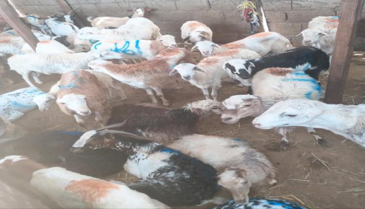 ارتفاع حاد في أسعار أضاحي العيد بالسوق المركزي في عدن