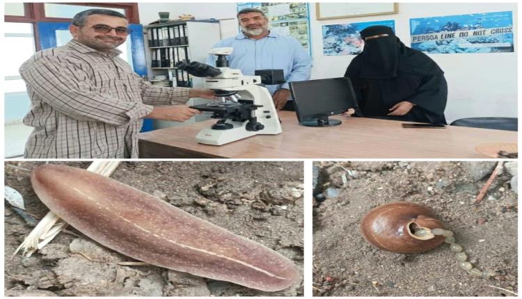 باحثون من جامعة عدن يرصدون نوعًا غازيًا جديدًا من الرخويات في أبين