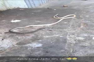الأهالي يقتلون ثعباناً ضخماً في حي ريمي بالمنصورة.. ويطلقون نداء لحملة نظافة شاملة