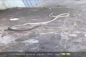 بطول نحو 4 متر ..ثعبان ضخم يُقتل على يد سكان حي ريمي بالمنصورة في عدن