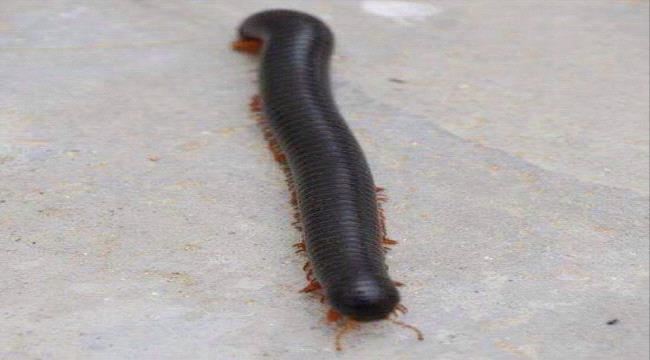 الحَلبُوب في يدي