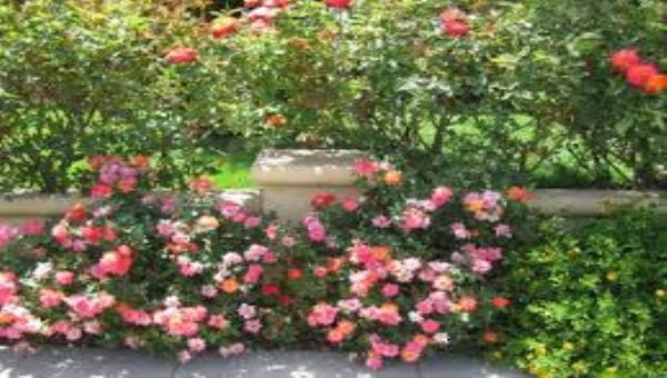 الحسيني والأغنية اللحجية